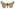 [Australothis volatilis] (female). Noctuidae: Heliothinae Image