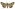 [Australothis volatilis] (male). Noctuidae: Heliothinae Image