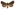 [Austramathes purpurea] (male). Noctuidae: Noctuinae Image