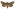 [Bityla defigurata] (female). Noctuidae: Amphipyrinae Image