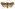 [Bityla defigurata] (male). Noctuidae: Amphipyrinae Image