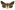 [Chrysodeixis eriosoma] (female). Noctuidae: Plusiinae Image