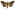 [Chrysodeixis eriosoma] (male). Noctuidae: Plusiinae Image