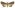 [Condica illecta] (male). Noctuidae: Condicinae. Irregular migrant to New Zealand.  Image