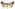 [Cosmodes elegans] (female). Noctuidae: Amphipyrinae. Regular migrant to New Zealand.  Image