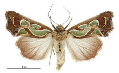 [Cosmodes elegans] (female). Noctuidae: Amphipyrinae. Regular migrant to New Zealand. Image: Birgit E. Rhode