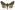 [Ctenoplusia albostriata] (female). Noctuidae: Plusiinae Image