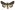 [Ctenoplusia limbirena] (male). Noctuidae: Plusiinae Image