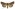 [Diarsia intermixta] (female). Noctuidae: Noctuinae Image