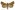 [Diarsia intermixta] (male). Noctuidae: Noctuinae Image