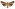[Dipaustica epiastra] (male). Noctuidae: Noctuinae Image