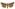 [Feredayia graminosa] (female). Noctuidae: Noctuinae Image