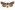 [Graphania agorastis] (male). Noctuidae: Noctuinae Image