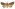 [Graphania agorastis] (female). Noctuidae: Noctuinae Image