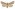 [Graphania averilla] (male). Noctuidae: Noctuinae Image