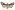 [Graphania bromias] (male). Noctuidae: Noctuinae. Chatham Islands only Image