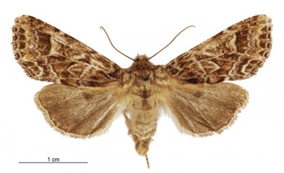 [Graphania brunneosa] (female). Noctuidae: Noctuinae. Image: Birgit E. Rhode