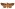 [Graphania brunneosa] (male). Noctuidae: Noctuinae Image