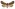 [Graphania chlorodonta] (female). Noctuidae: Noctuinae Image