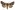 [Graphania chlorodonta] (male). Noctuidae: Noctuinae Image