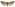 [Graphania chryserythra] (female). Noctuidae: Noctuinae Image