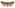 [Graphania chryserythra] (male). Noctuidae: Noctuinae Image