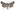 [Graphania disjungens] (male). Noctuidae: Noctuinae Image