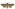 [Graphania erebia] (male). Noctuidae: Noctuinae. Subantarctic Islands only.  Image