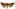 [Graphania fenwicki] (female). Noctuidae: Noctuinae Image