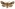 [Graphania fenwicki] (male). Noctuidae: Noctuinae Image