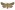 [Graphania homoscia] (male). Noctuidae: Noctuinae Image