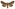 [Graphania infensa] (male). Noctuidae: Noctuinae Image