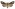 [Graphania insignis] (female). Noctuidae: Noctuinae Image