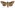 [Graphania insignis] (male). Noctuidae: Noctuinae Image