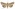 [Graphania lignana] (female). Noctuidae: Noctuinae Image