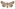 [Graphania lignana] (male). Noctuidae: Noctuinae Image