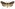 [Graphania maya] (female). Noctuidae: Noctuinae Image