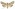 [Graphania mollis] (female). Noctuidae: Noctuinae Image