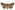 [Graphania morosa] (female). Noctuidae: Noctuinae Image