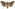 [Graphania morosa] (male). Noctuidae: Noctuinae Image