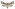[Graphania mutans] (female). Noctuidae: Noctuinae Image