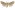 [Graphania nullifera] (female). Noctuidae: Noctuinae Image