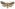 [Graphania nullifera] (male). Noctuidae: Noctuinae Image