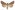 [Graphania olivea] (male). Noctuidae: Noctuinae Image
