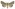 [Graphania omicron] (female). Noctuidae: Noctuinae Image
