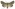 [Graphania omicron] (male). Noctuidae: Noctuinae Image