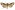 [Graphania omoplaca] (female). Noctuidae: Noctuinae Image