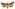 [Graphania omoplaca] (male). Noctuidae: Noctuinae Image