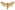 [Graphania pagaia] (female). Noctuidae: Noctuinae. Subantarctic Islands only.  Image