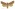 [Graphania pagaia] (male). Noctuidae: Noctuinae. Subantarctic Islands only.  Image